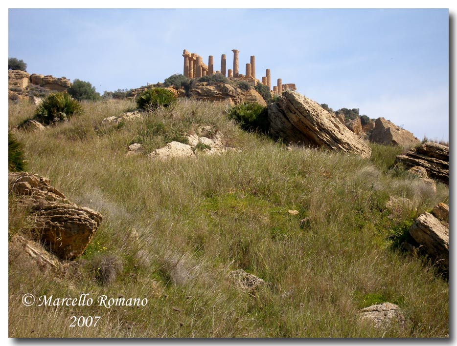 Incontro con un topo selvatico fra i templi di Agrigento